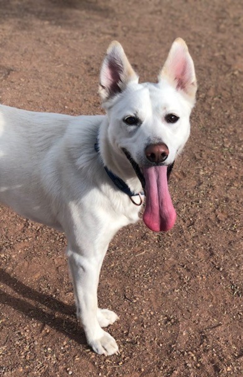 The WSRDog, Dakota